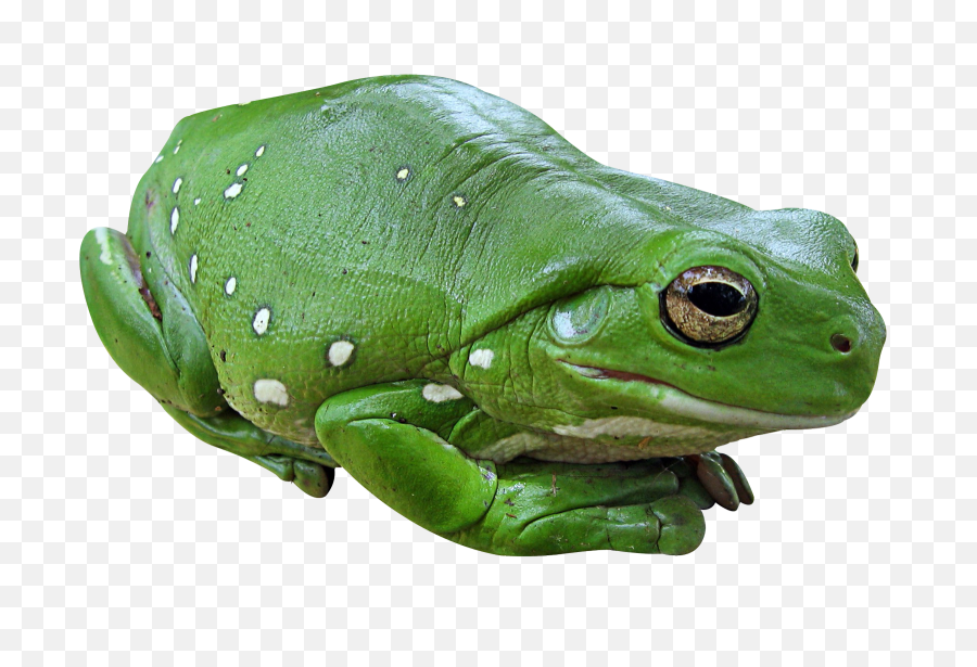 Frog Png Transparent - Green Frog Png,Transparent Frog