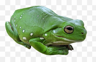 Frog Png Transparent - Green