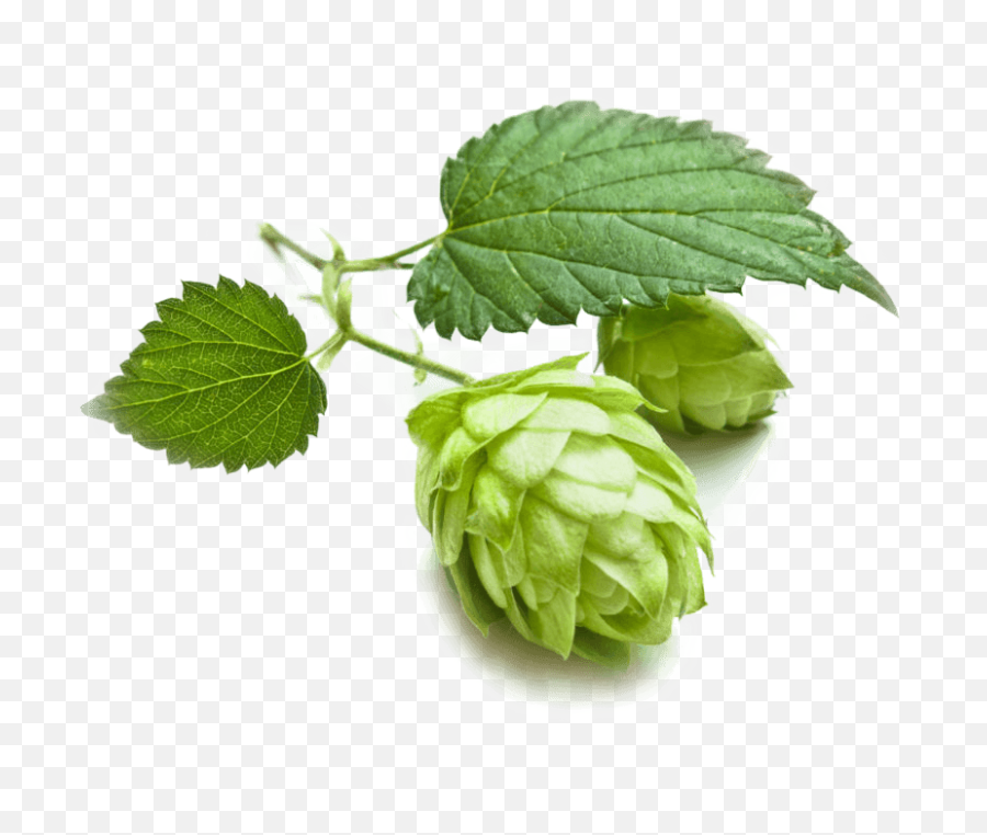 Download Grains Hops Brewing Cascade Beer Malts Clipart Png - Beer Hops Png Free,Hops Png