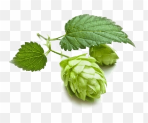 Download Grains Hops Brewing Cascade Beer Malts Clipart Png - Beer Hops Png Free,Hops Png