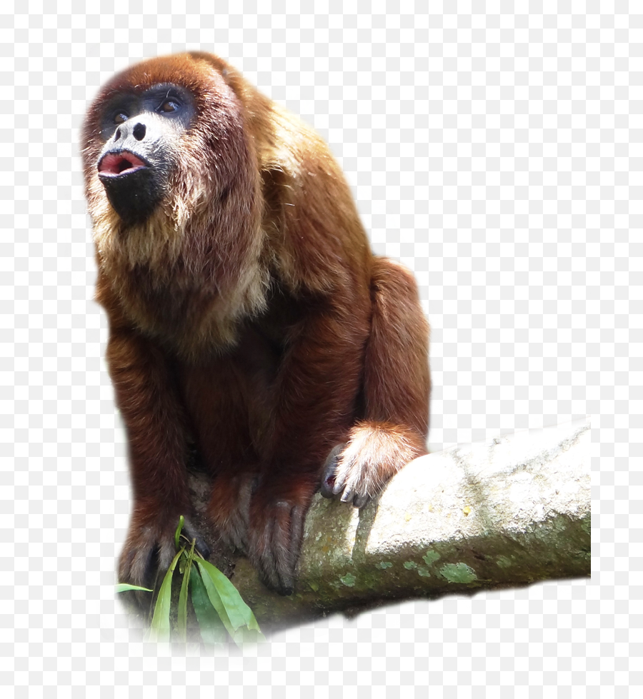 Howler Monkey Transparent U0026 Png Clipart Free Download - Ywd Transparent Howler Monkey Png,Monkey Png