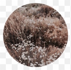 Download Hd Tumblr Aesthetic Brown Flower Flowers Png