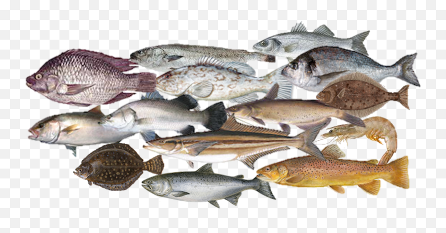 Feeds For Fish And Shrimp U0026 Finest Hatchery Solutions Bernaqua - Combined Fish Png,Transparent Fish