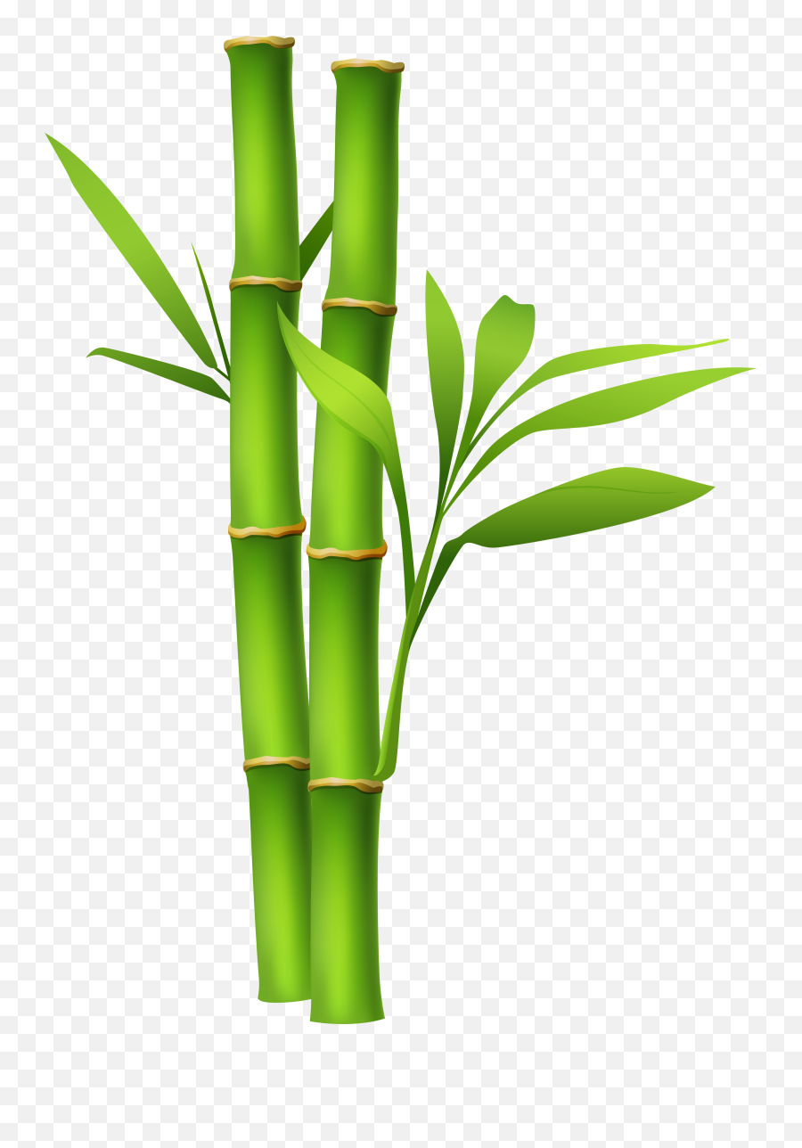 Library Of Bamboo Tree Image - Bamboo Png,Bamboo Leaves Png