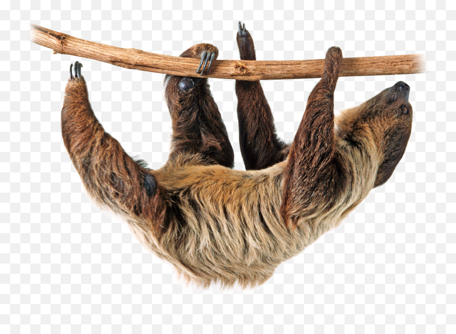 Sloth Png Image - Sloth Dk Find Out,Sloth Png