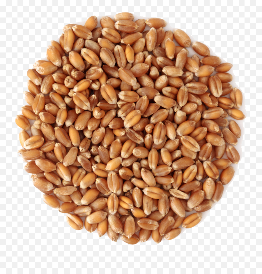 Wheat Png Image - Wheat Png,Wheat Transparent Background