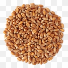 Wheat Png Image
