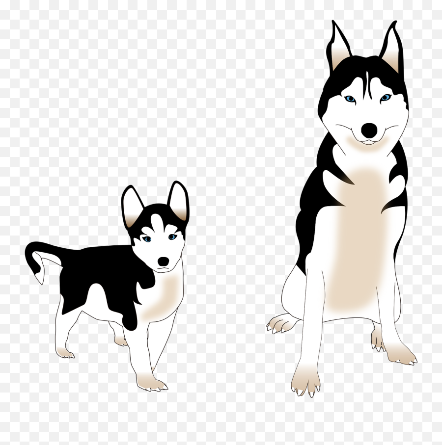 Dog Siberian Husky Puppy Friend Animal - Cachorro Husky Siberiano Desenho Png,Husky Png