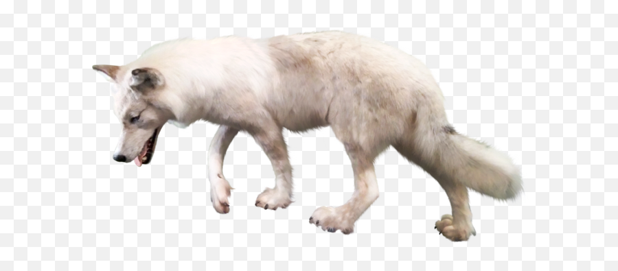 Wolf Png - Arctic Wolf Looking Up Transparent Background,Wolf Png