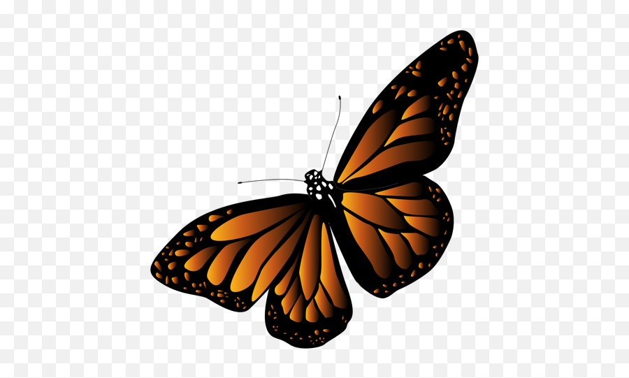 Detailed Black Orange Butterfly Vector - Transparent Png Orange Black Butterfly Png,Butterfly Vector Png