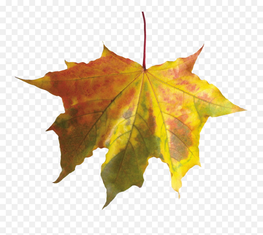 Autumn Leaves Png Image - Purepng Free Transparent Cc0 Png Fall Leaf Without Background,Autumn Leaves Png
