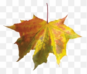Autumn Leaves Png Image - Purepng Free Transparent Cc0 Png Fall Leaf Without Background,Autumn Leaves Png