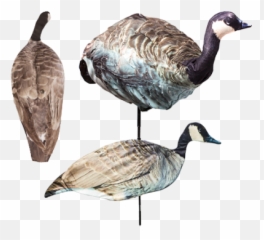 Canada Goose Logo Png - Canada Goose,Goose Png