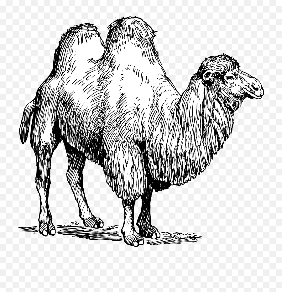 Bactrian Camel Coloring Pages Png Transparent