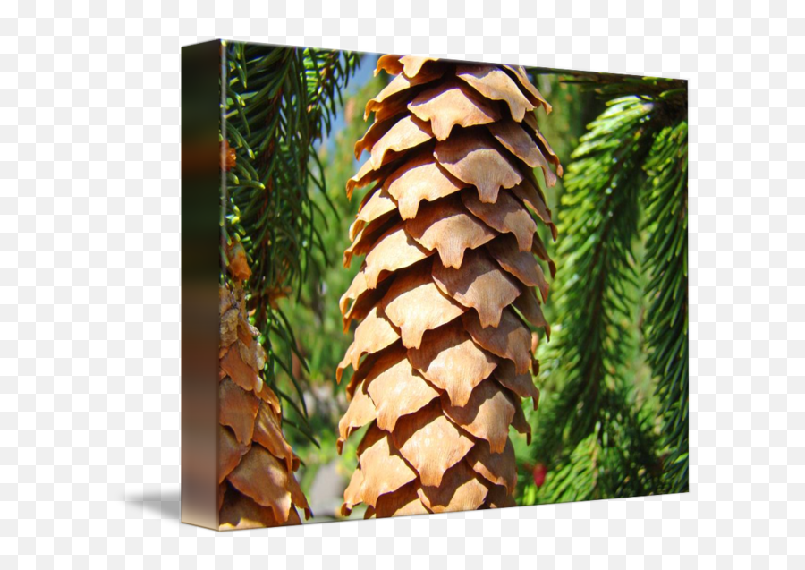 Golden Pine Cone Fine Art Photography Baslee By Troutman Prints - Art Png,Pine Cone Png