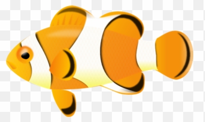 Clown Fish 001 - No Background 514x305 Png Tropical Cartoon