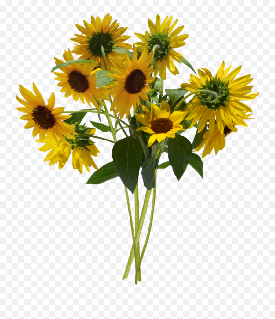 Sunflower Cute Yellow Flowers Daisy Iverlay Aesthetic - Bouquet Of Sunflowers Png,Sunflower Transparent Background