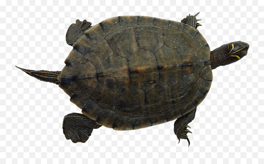 Turtle Png - Transparent Pet Turtle Png,Turtle Png