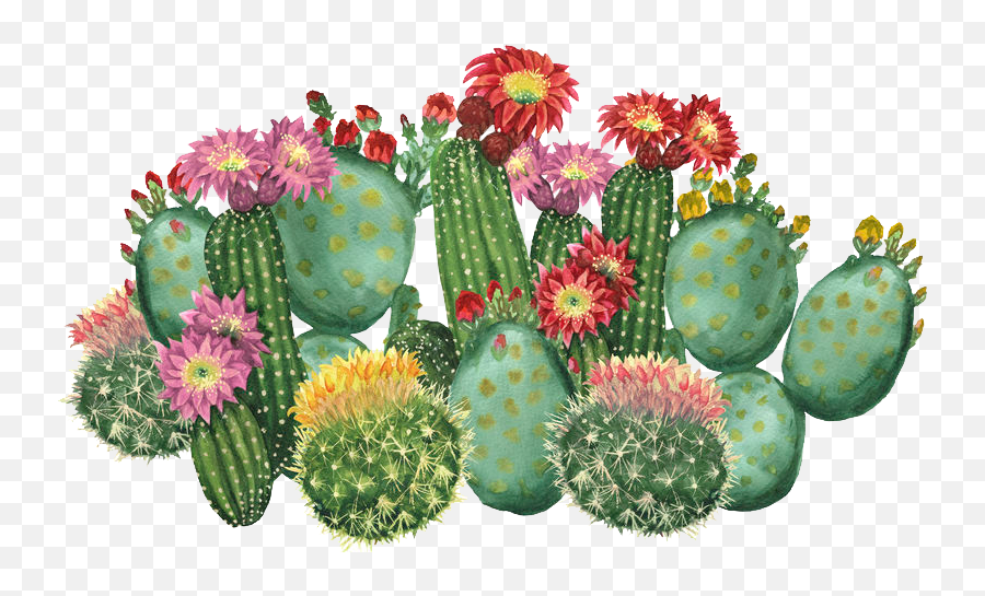 The Cactus U0026 Succulent Society Of Nsw Inc - Cactus With Flowers Clipart Png,Cactus Logo