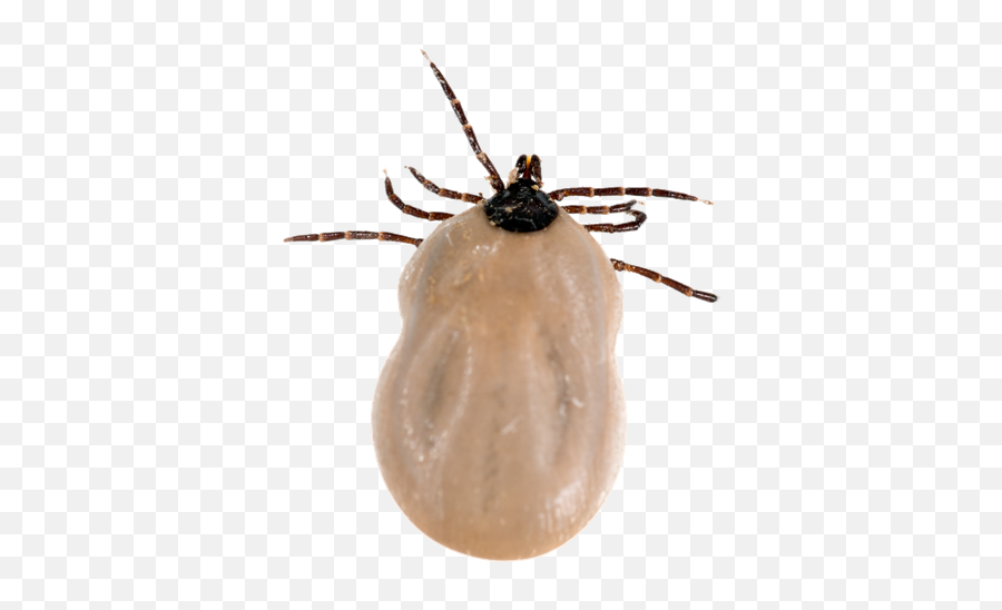 Tick Insect Png - Black Legged Deer Tick,Tick Png