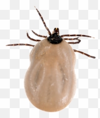 Tick Insect Png - Black Legged Deer