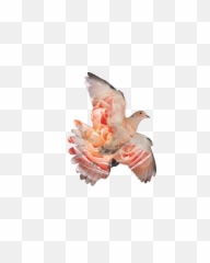Download Pigeons And Doves Hd Png - Homing Pigeon,Doves Png