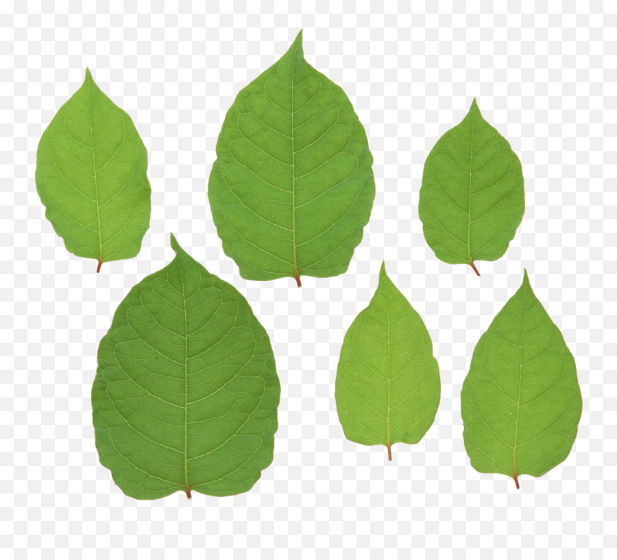 Green Leaves Png Image - Purepng Free Transparent Cc0 Png Knotweed Leaf Icon,Green Leaf Png