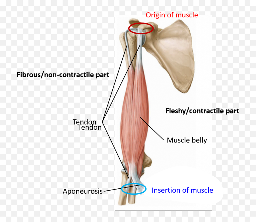 Skeletal Muscle - Parts And Classification Fascicular Parts Of Skeletal Muscle Png,Muscle Png