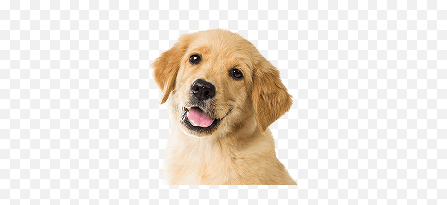 Easyvetclinic Alpharetta L Veterinarian Ga - Golden Retriever Puppy Png,Veterinarian Png