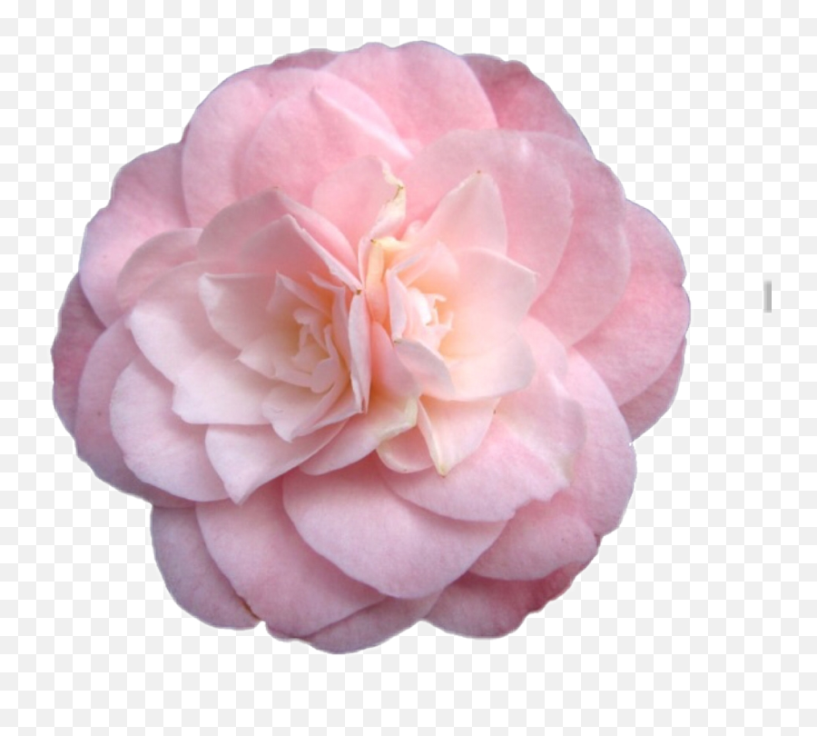 Download Flower Sticker Png Niche Nichememe Freetoedit - Pink Flowers Tumblr Transparent,Tumblr Flowers Transparent