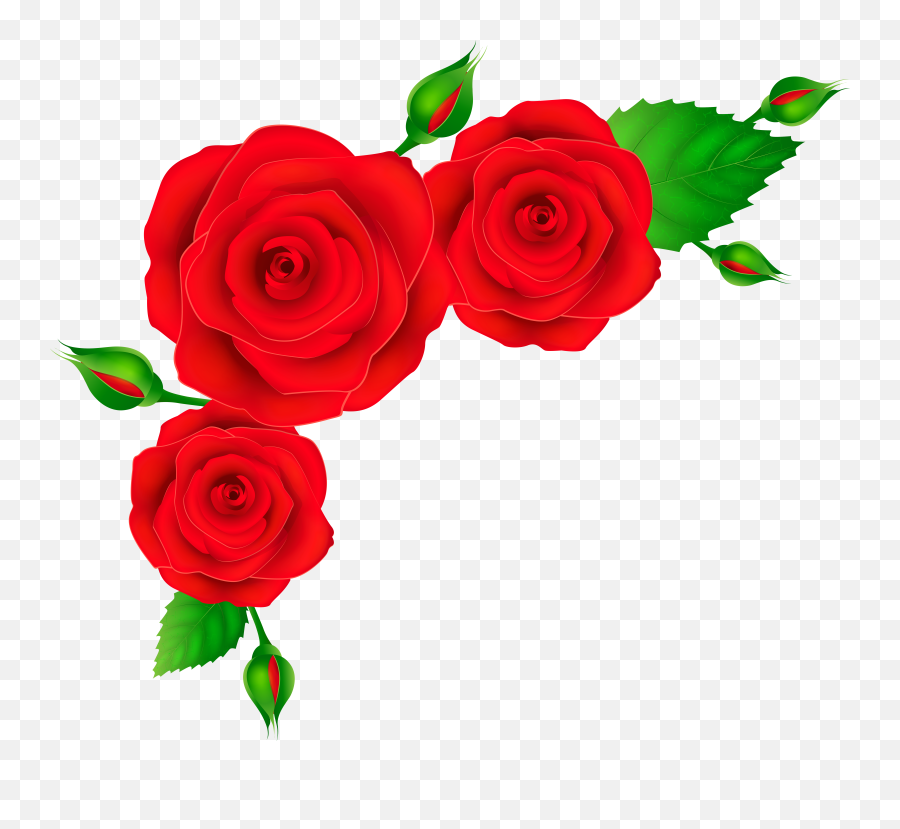 Roses Transparent Clipart Png Red Rose