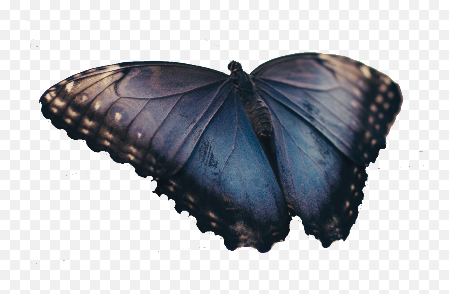 Download Real Blue Butterfly - Brushfooted Butterfly Full Although The Butterfly And Caterpillar Are Completely Different Png,Blue Butterflies Png