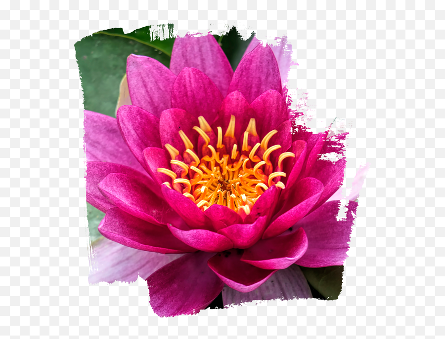 Pink Water Lily Close Up Puzzle - Nymphaea Nelumbo Png,Water Lily Icon