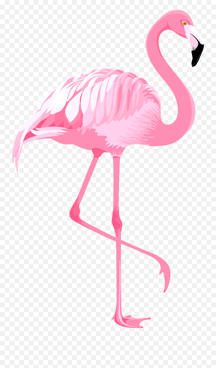 Png Clipart Transparent Background - Png Images Flamingos Png,Flamingo Transparent Background
