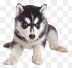 Husky Png Transparent Background Image