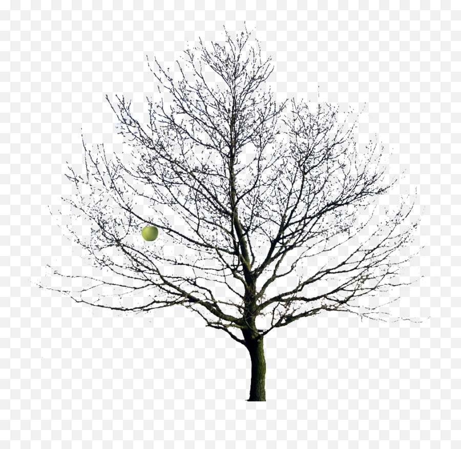 Apple Tree Winter Png Image - Winter Tree,Bare Tree Png