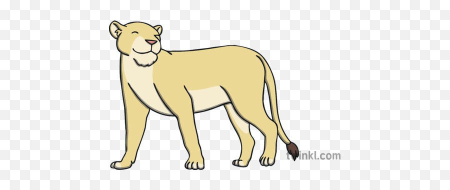 Happy Lioness Illustration - Masai Lion Png,Lioness Png