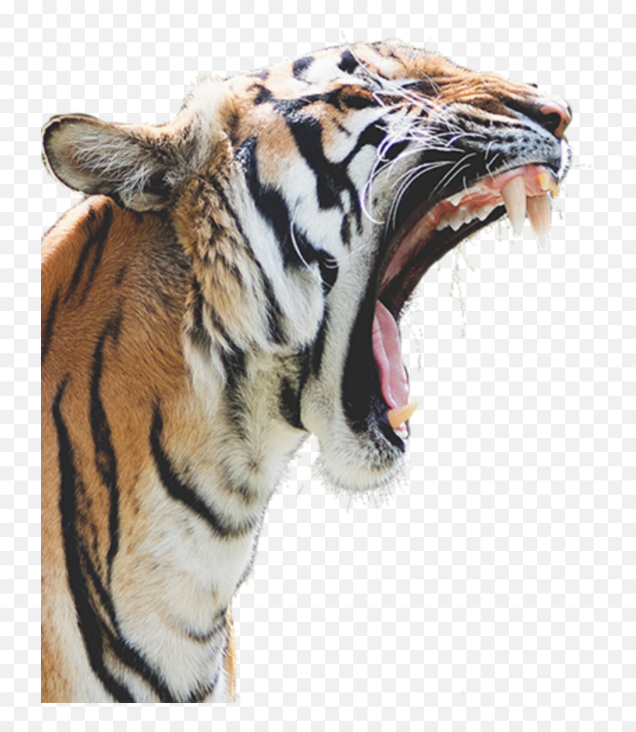 Tiger Free Png Images - Tiger Roar Png,Tigers Png