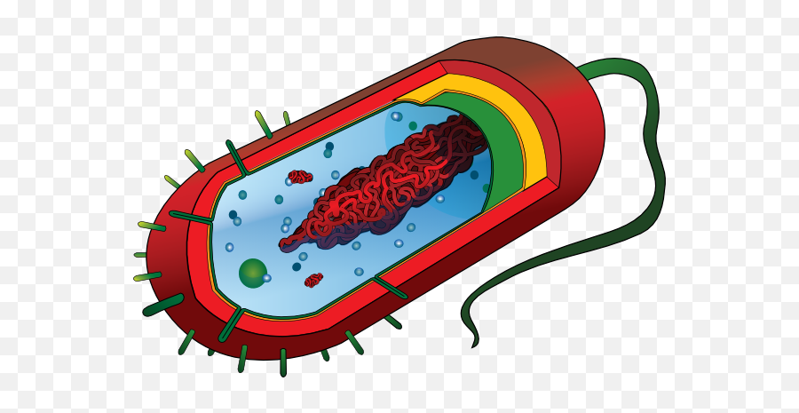 Cell Phone Graphic Library Png Files - Prokaryotic Cell Diagram,Bacteria Transparent Background