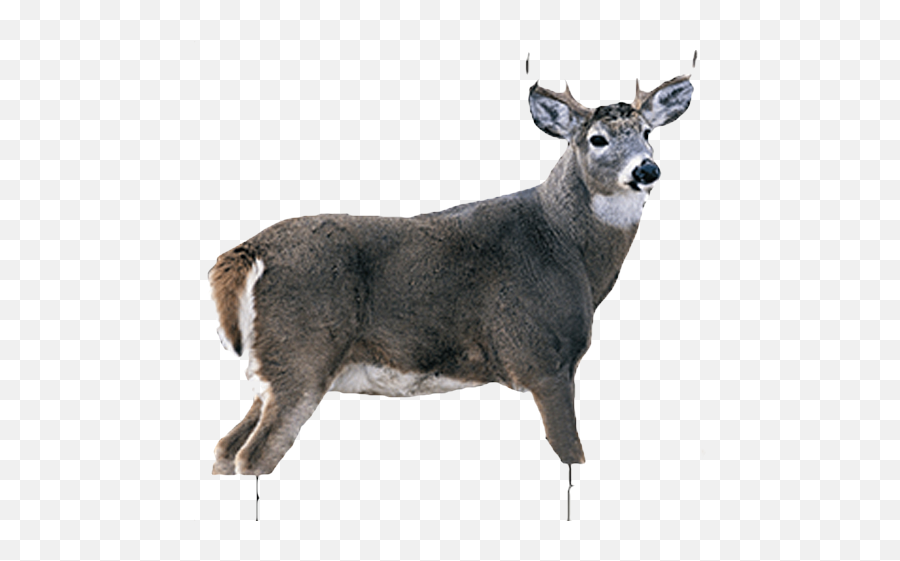 Montana Decoy Whitetail Buck - White Tail Buck Png,Buck Png