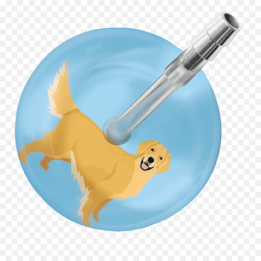 Golden Retriever Stethoscope - Dog Png,Golden Retriever Transparent