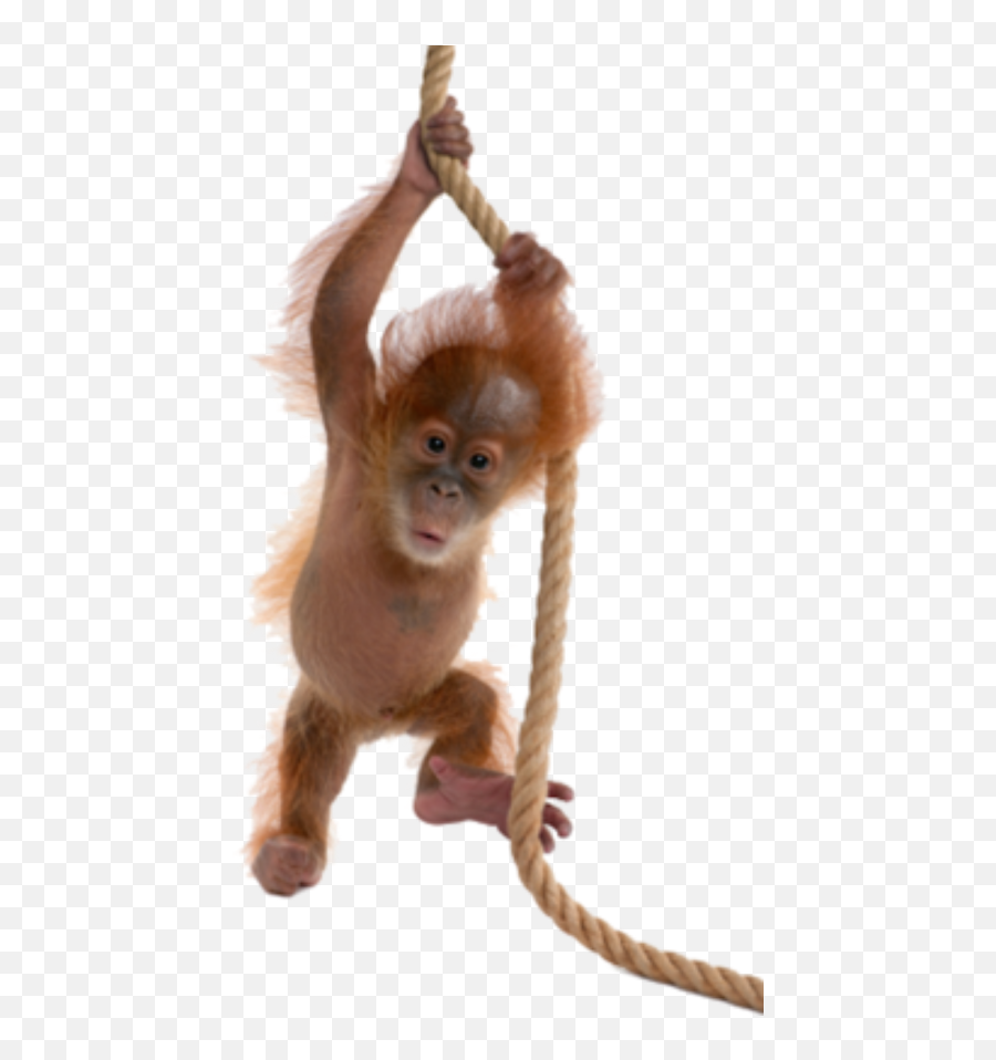 Orangutan Png Hd Free Images - Real Baby Monkey Png,Orangutan Png
