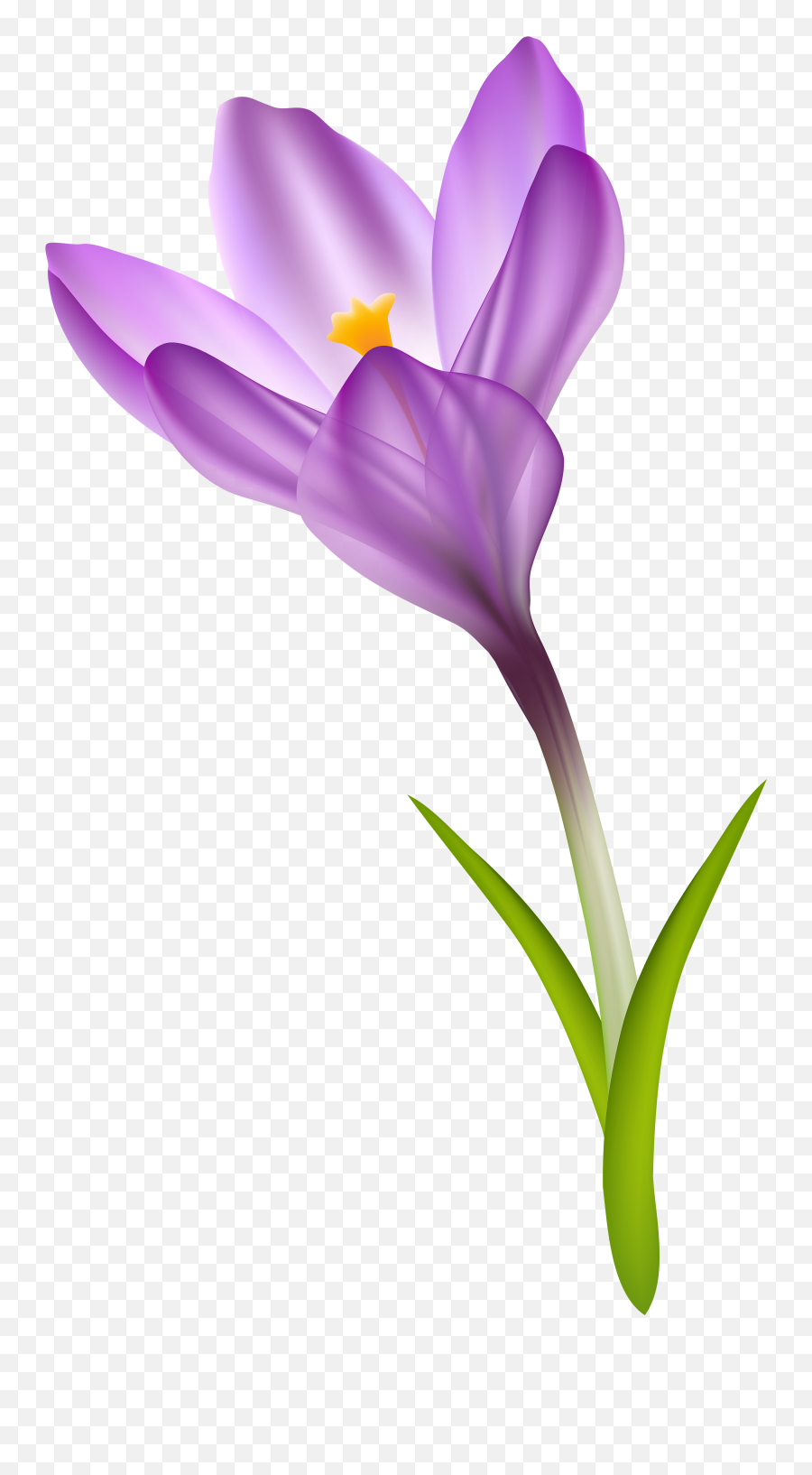 Free Crocus Cliparts Download Clip Art - Crocus Clipart Png,Violets Png