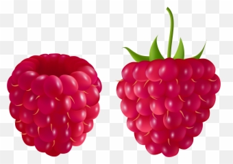 Free Raspberry Cliparts Download - Raspberry Clipart Transparent Png,Raspberries Png