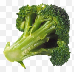 Download 044 - Brocoli Vegetal Que Parece Arvore Png Image Vegetal Que Parece Uma Arvore,Brocoli Png