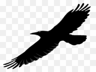 Library Of Flying Raven Picture Royalty Free Download Png - Bird Wings