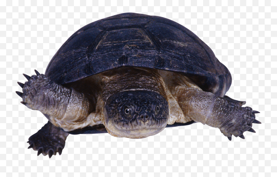 Turtle Png In High Resolution Web Icons - Snapping Turtle Transparent Background,Turtle Png