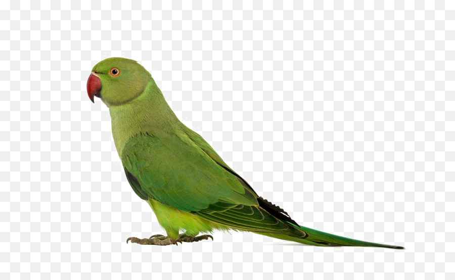Green Parrot Png Transparent Image - Ring Necked Parakeet,Parrot Transparent
