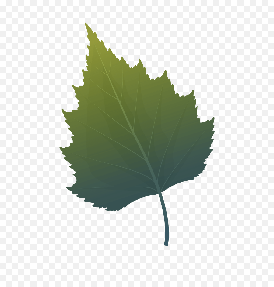 Silver Birch Green Leaf Clipart - Birch Leaf Clipart Png,Leaf Clipart Transparent