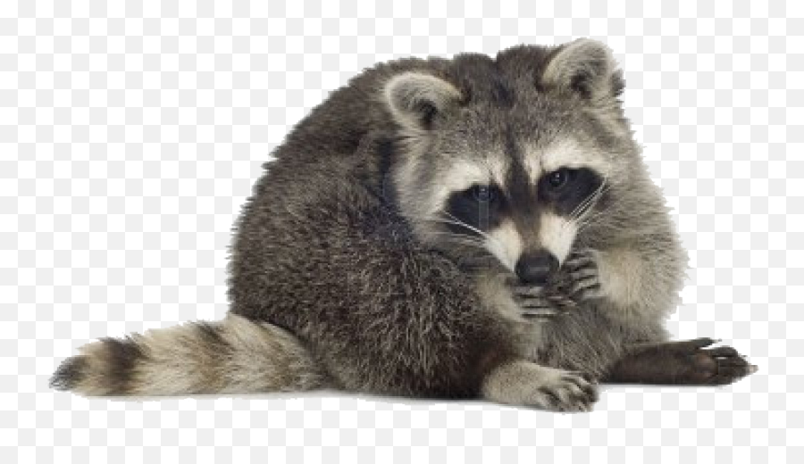 Png Transparent Images Free Download - Transparent Racoon Png,Raccoon Transparent Background